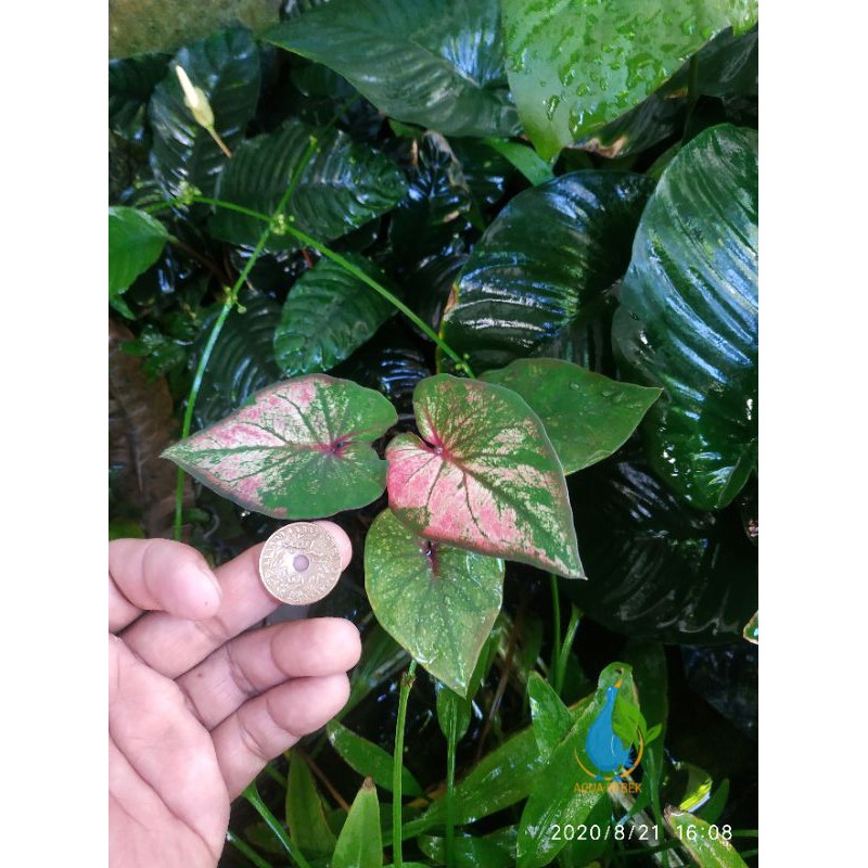 Caladium Anoman obong tanaman hias keladi