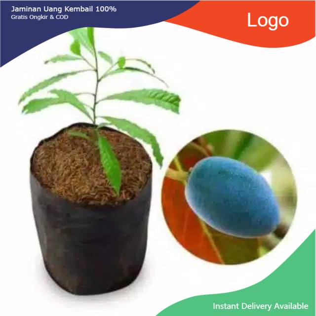 Bibit buah jenitri