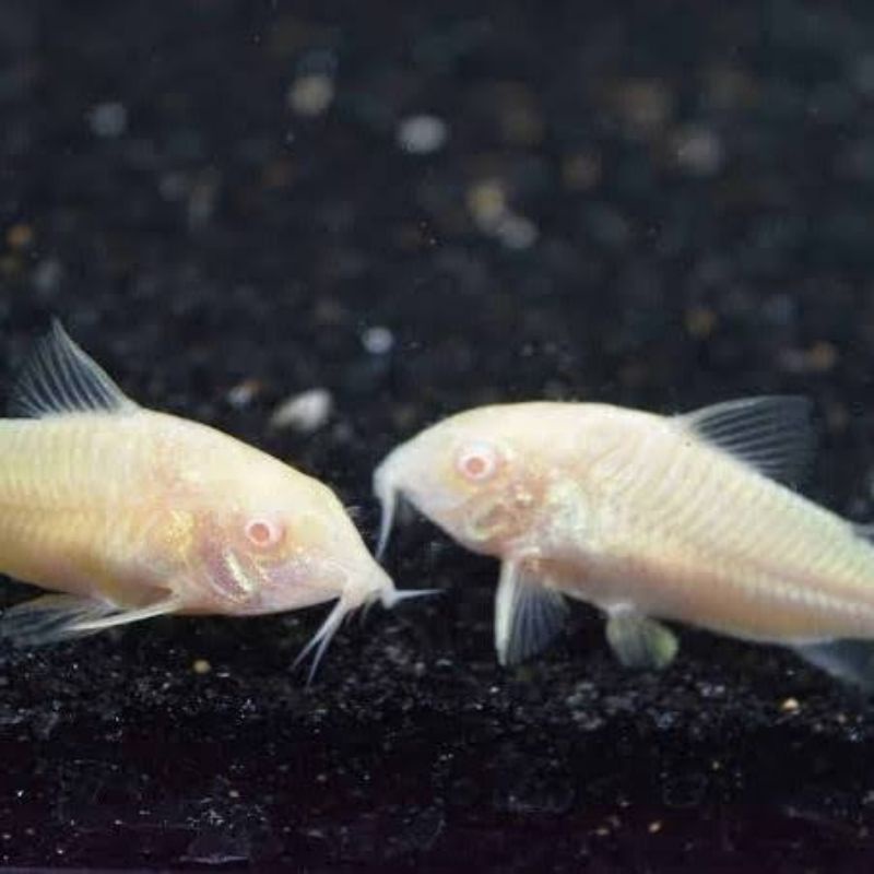 Corydoras Albino