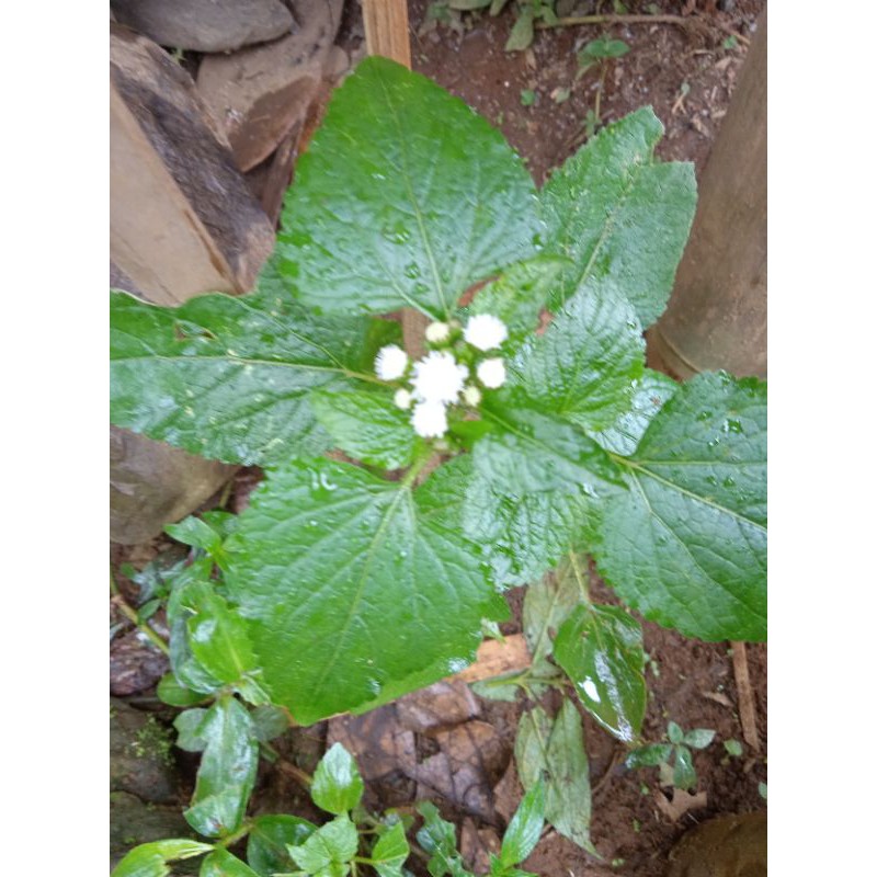 

DAUN BANDOTAN SEGAR Daun BABADOTAN KISTA ASAM URAT DIABETES 200gr