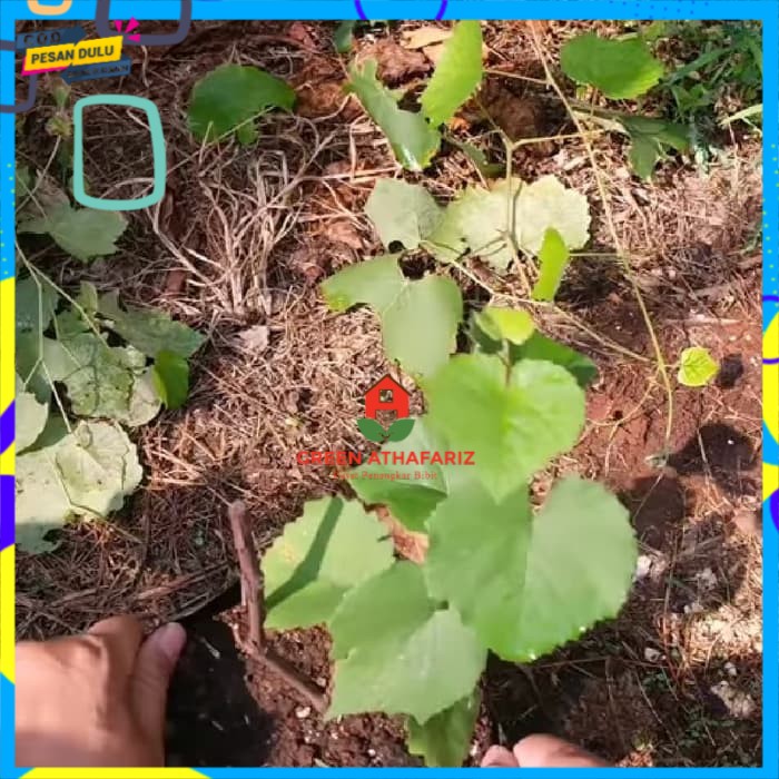 Asli Bibit Anggur Isabella (Rootstock Utk Grafting) Grafting