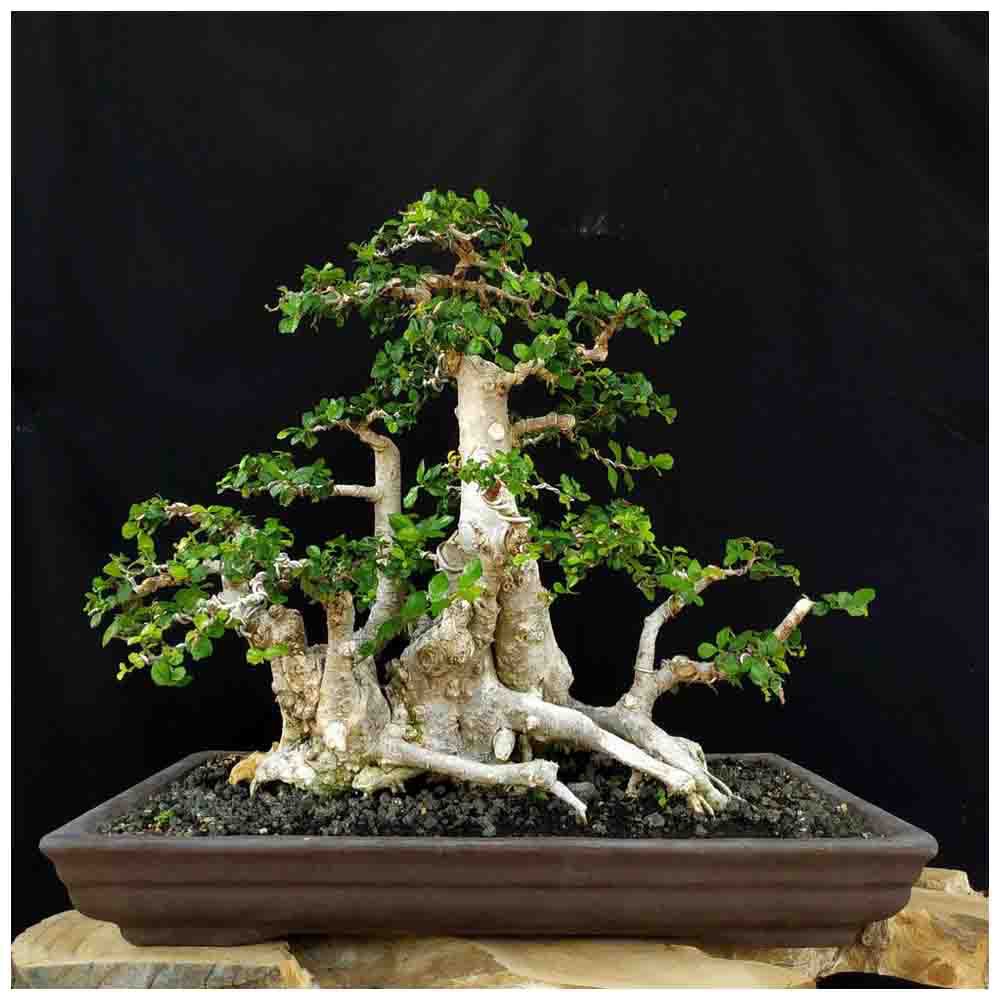 Botanical Bonsai Eco Grow Kit Plenty Of Bang Uk