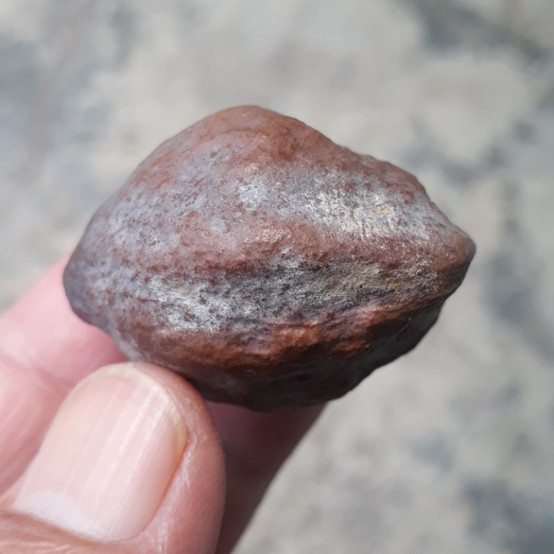 Muncang Adu Jawa Merapi Ori mentahan