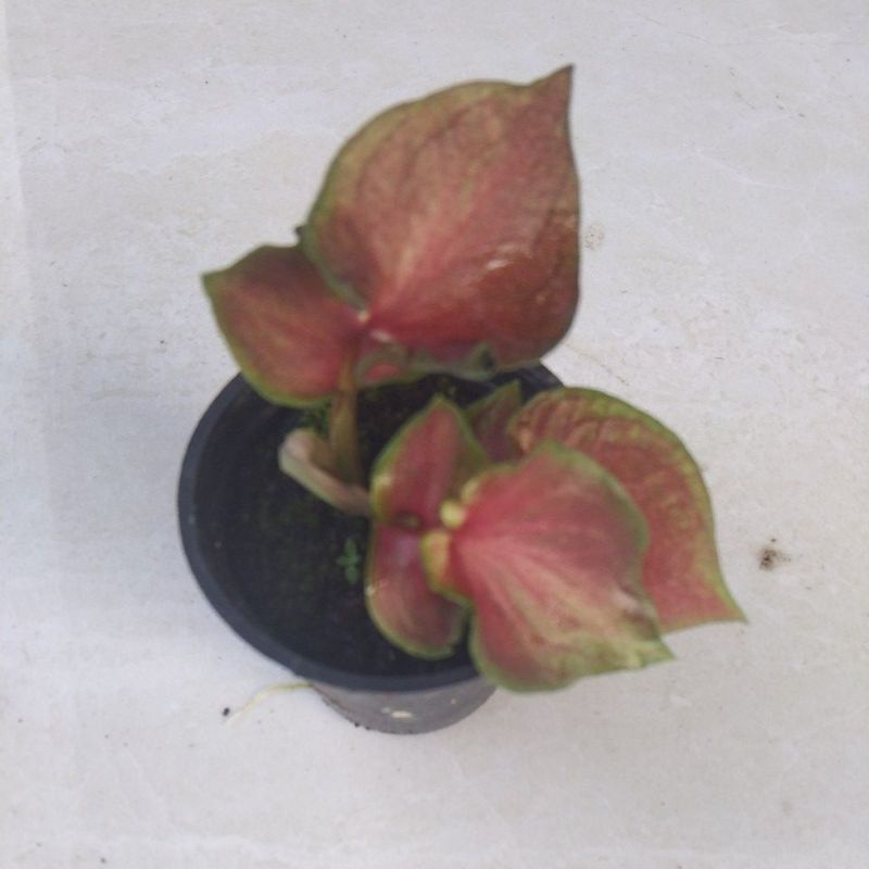 Tanaman hias keladi/caladium Baby Red Garuda/Garuda merah daun ganda