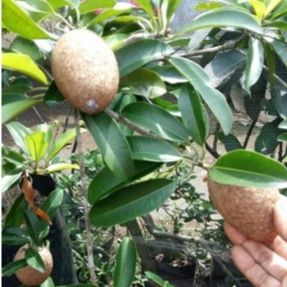 Bibit Sawo Jumbo Cangkok