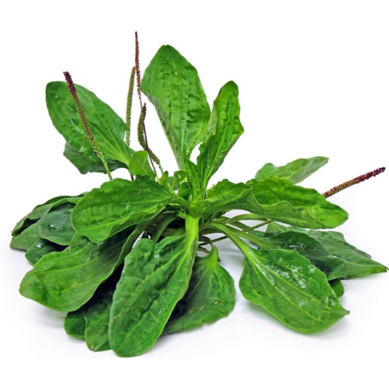 Tanaman Herbal Plantago Major Panastis Obat Demam Tanaman Apotek Hidup Pekarangan Rumah