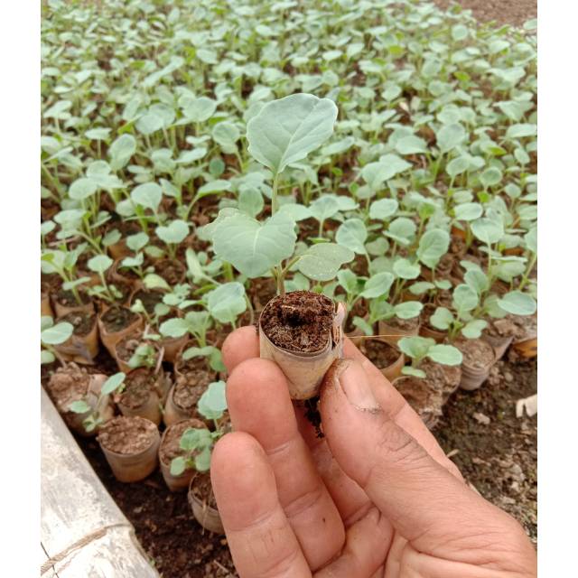 Bibit brokoli putih isi 45 bibit 1kg tinggi 2-3cm siap tanam