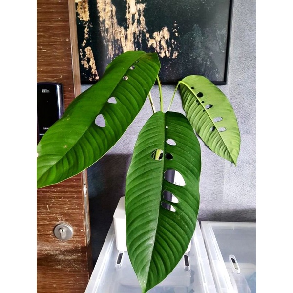 rhaphidophora foraminifera