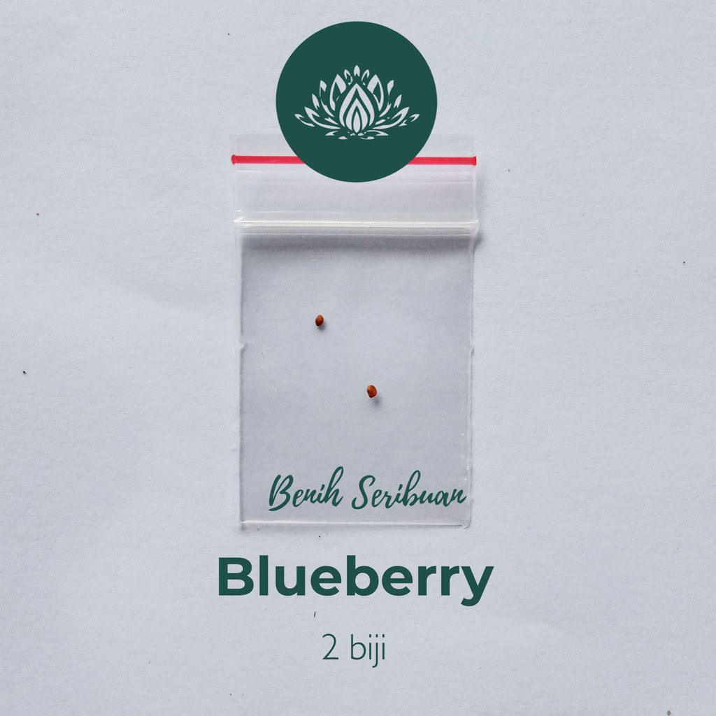 2 Benih Bibit Blueberry Import Buah Bluebery Berkualitas Super Tanaman Blue Berry Premium Unggul