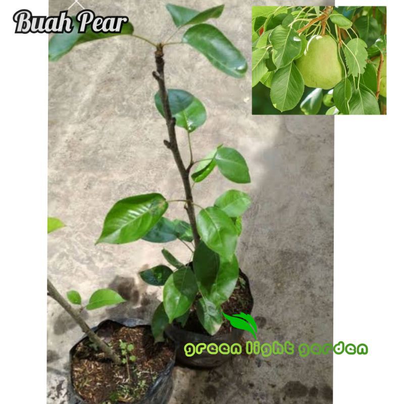 Bibit Buah Pear / Buah Pir