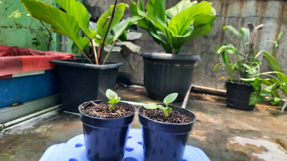 Bibit Anturium Jemani Mangkok Tornado