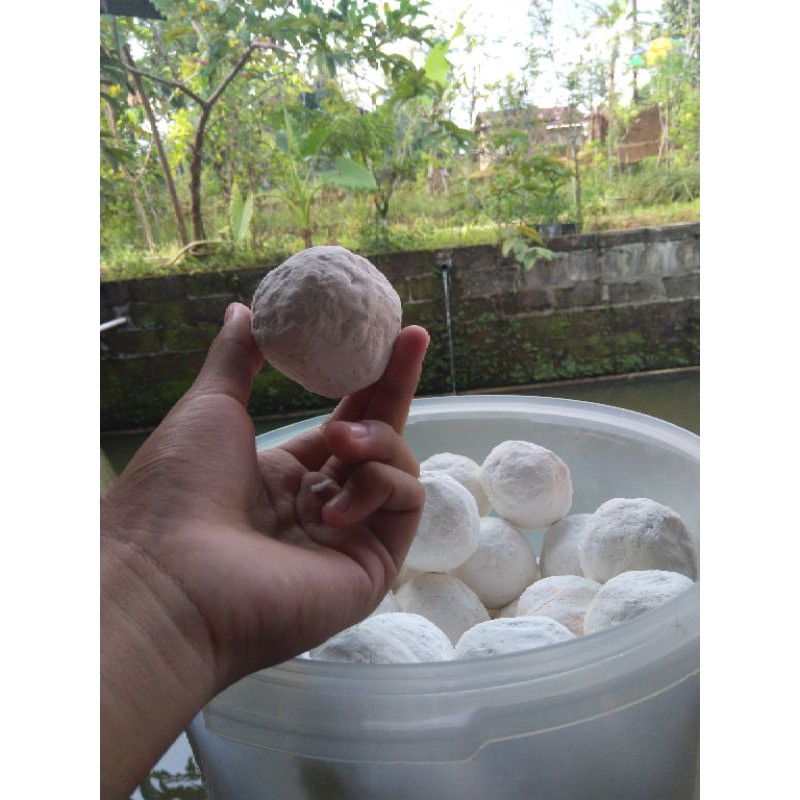 PATI GARUT/PATI IRUT ASLI ATASI ASAM LAMBUNG