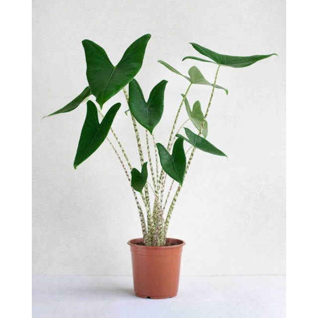 PROMO HEMAT TANAMAN HIAS BABY ALOCASIA ZEBRINA 25-30CM