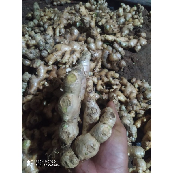 

JAHE GAJAH SEGAR 1KG