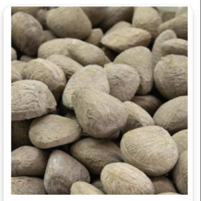 

Pucung / kluwek 1 buah