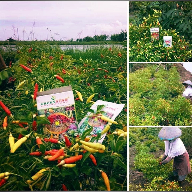 GreenStar pupuk Nasa