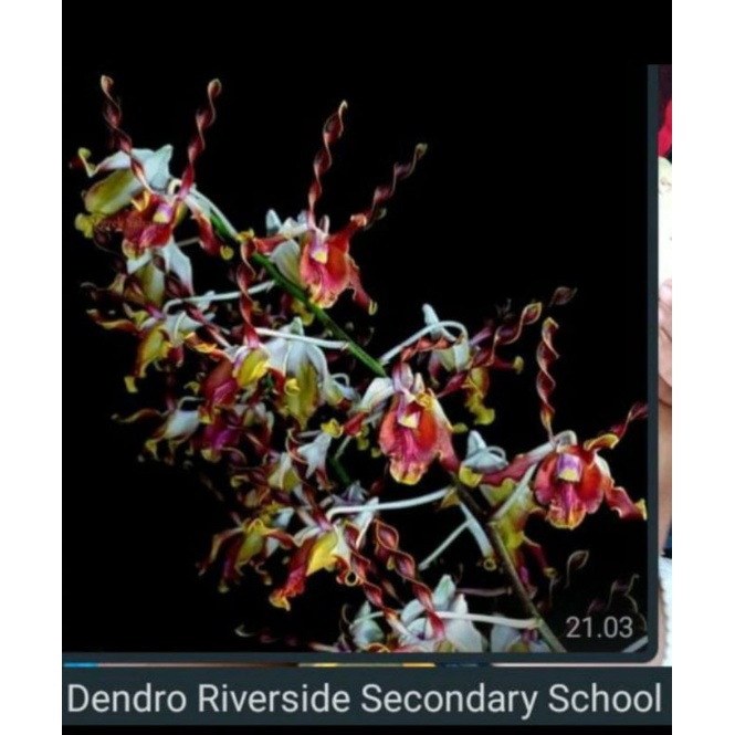 Anggrek Dendrobium Keriting Spike