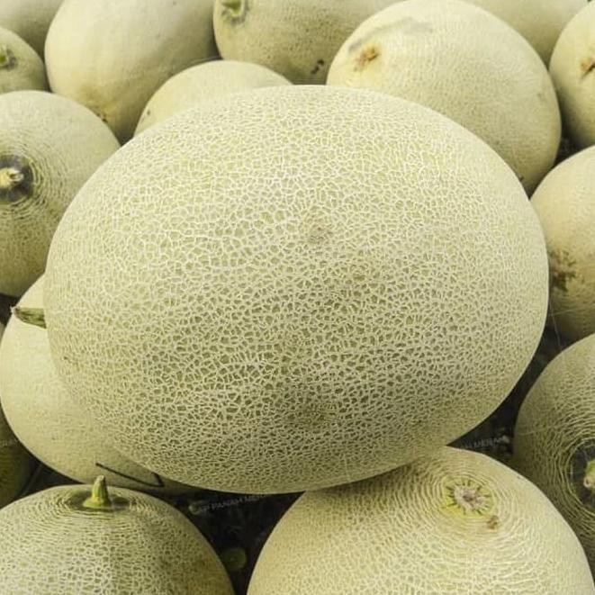 Bibit Benih Biji Buah Melon Aramis F1 Manis - Biji Tanaman Pohon Buah Melon - Bibit Buah Melon - COD