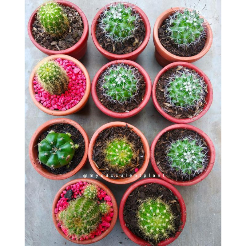 KAKTUS BERBAGAI JENIS