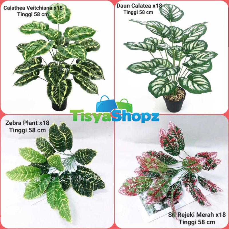 Pohon Monstera Series / Daun Keladi x18 ( Tanpa Pot )