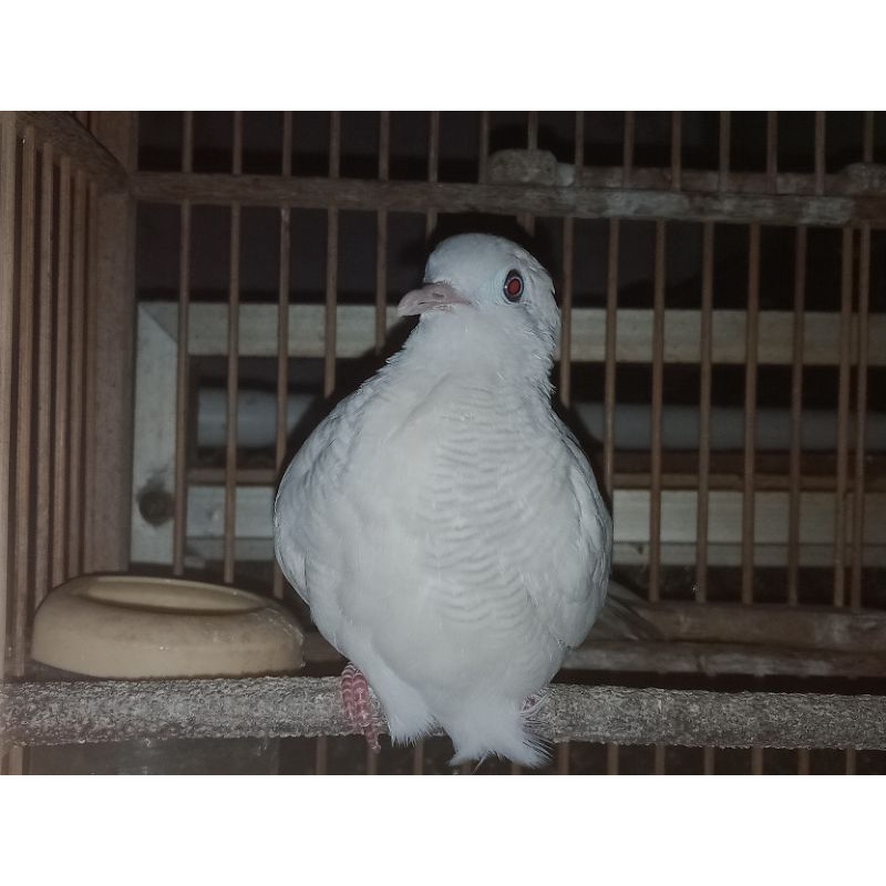 Burung perkutut putih lurik mata merah