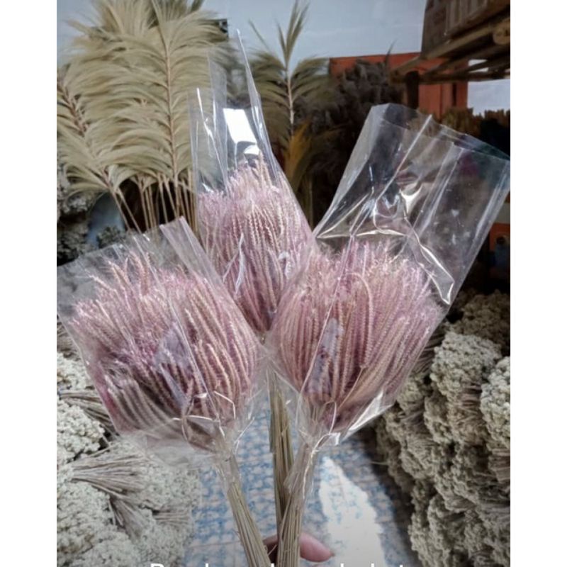 BUNGA CEKER AYAM Paket Hemat Bunga Kering  Dekorasi Rustic craft  Bahan Mahar Kapas Cotton Hiasan Buket  Dried Flower Lagurus Casp