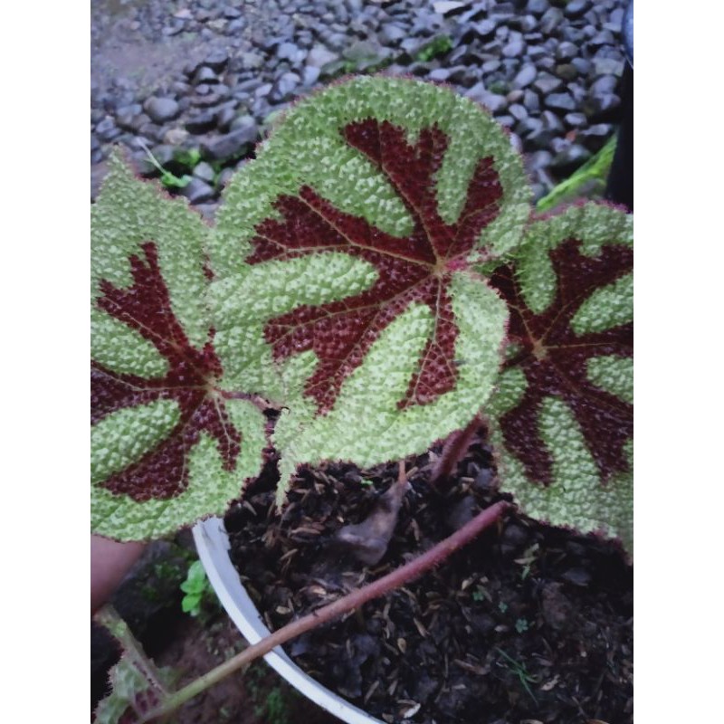 Bibit begonia tapak macan/iron cros, begonia murah