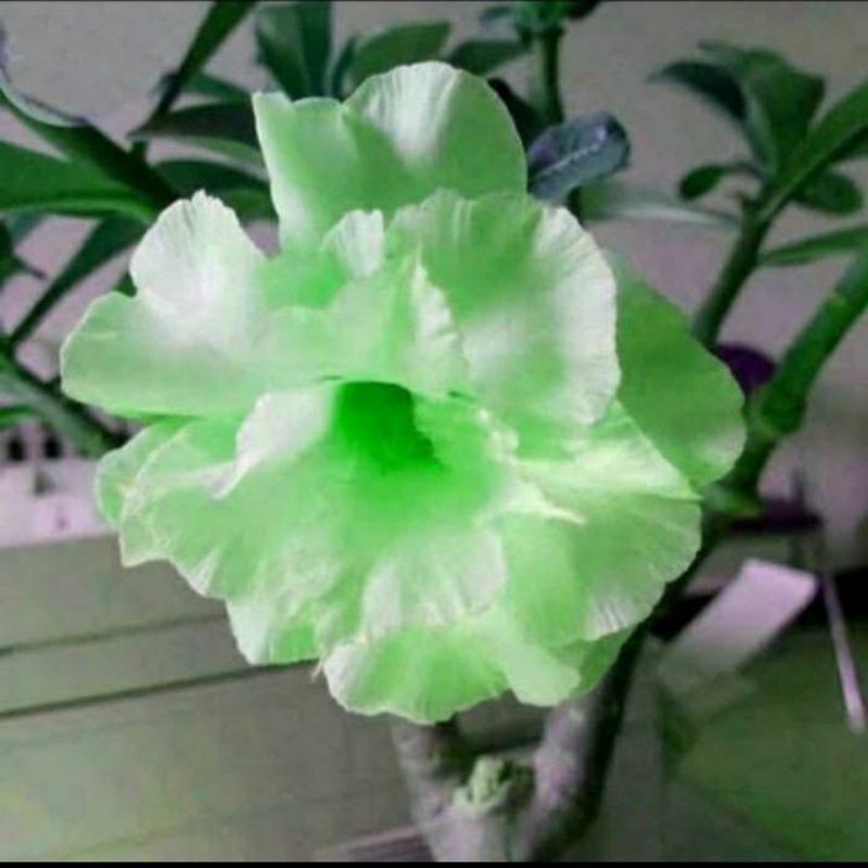 Bibit kamboja jepang adenium jepang bunga hijau