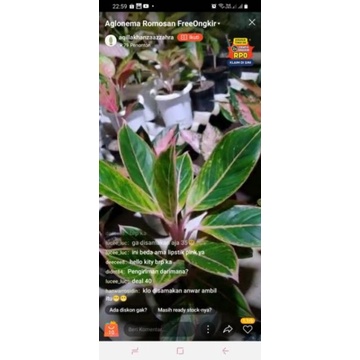 Aglonema lipstik puding Manilompek