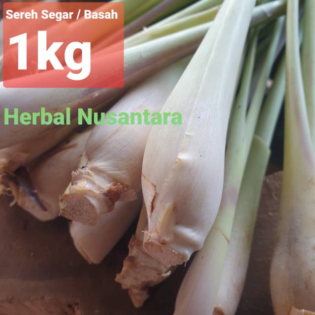 

Sereh Segar / Basah 1kg Serai Bumbu Herbal Berkhasiat