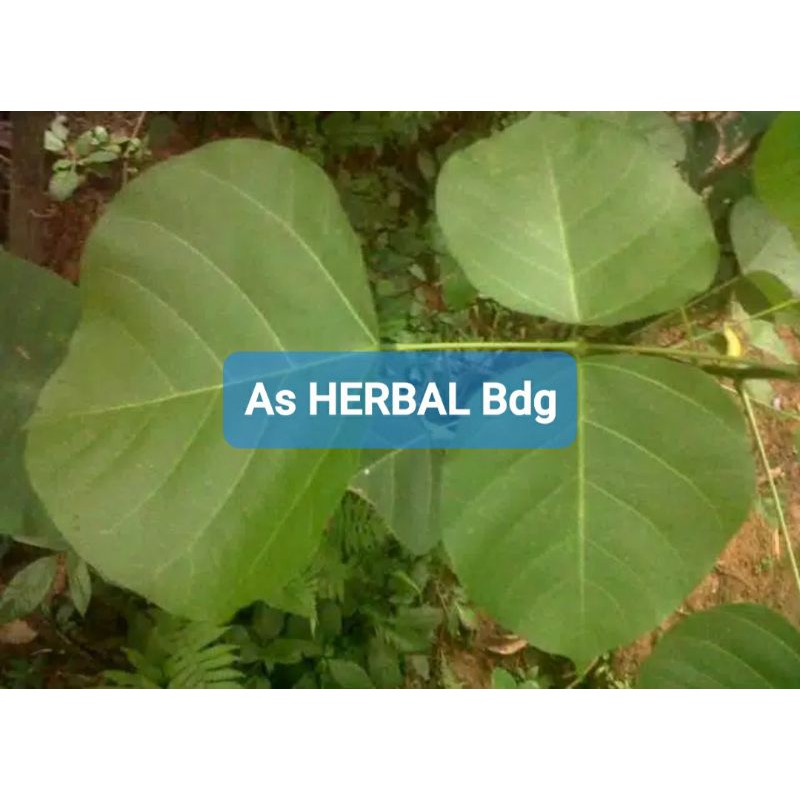 

Daun Dadap Serap Segar 1 Kg petik langsung-az