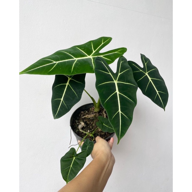 Tanaman Hias Keladi Neon- Tanaman Indoor - Tanaman Outdoor - tanaman hias hidup - bunga hias - bunga