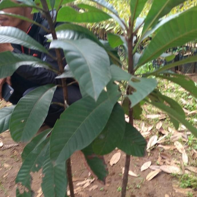 pohon sawo raksasa magana 1 meter