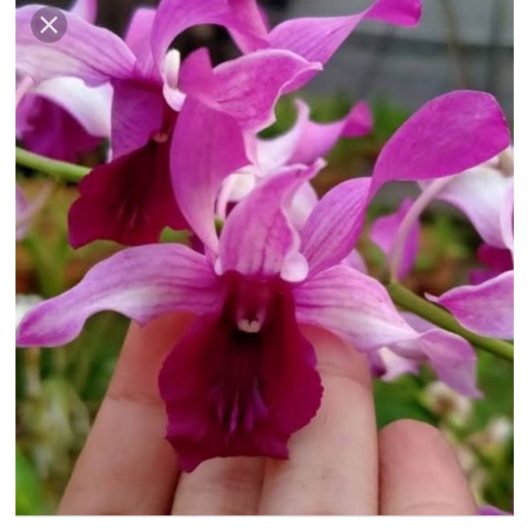 dendrobium inaraya red dewasa