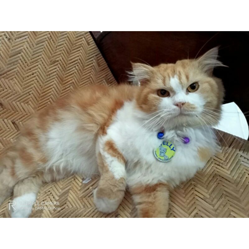 Kalung tag nama kucing dan anjing