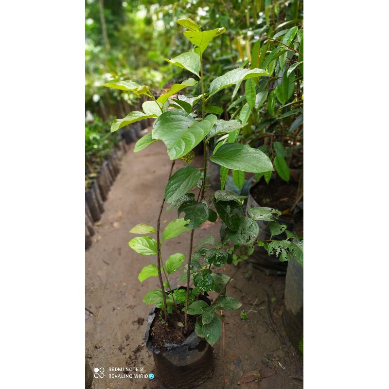 bibit kesemek Jepang