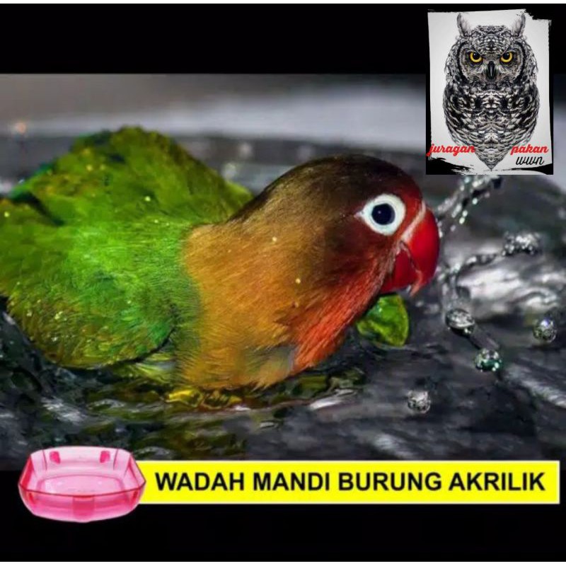 cepuk mandi,