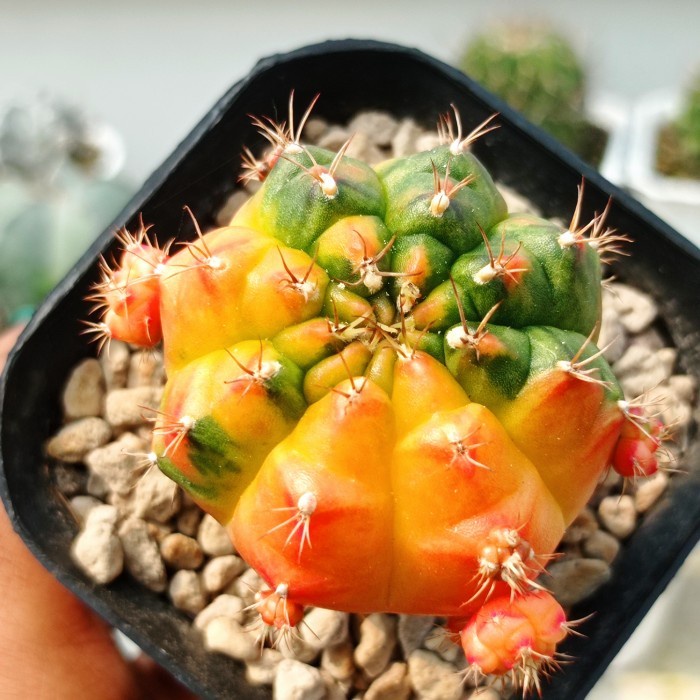 gymnocalycium taiwan clone KAKTUS SUKULEN | TANAMAN HIAS
