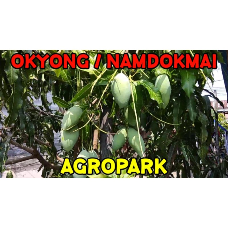PAKET 1Kg ENTRES MANGGA OKYONG / NAMDOKMAI - BISA CAMPUR JENIS LAIN