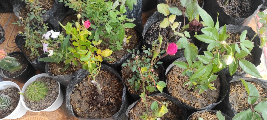 Tanaman Hias Dianthus Atau Anyelir 3 Warna