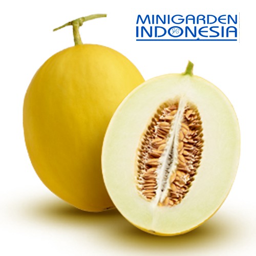 2 Benih Melon Emas / Golden Melon Bibit tanaman buah