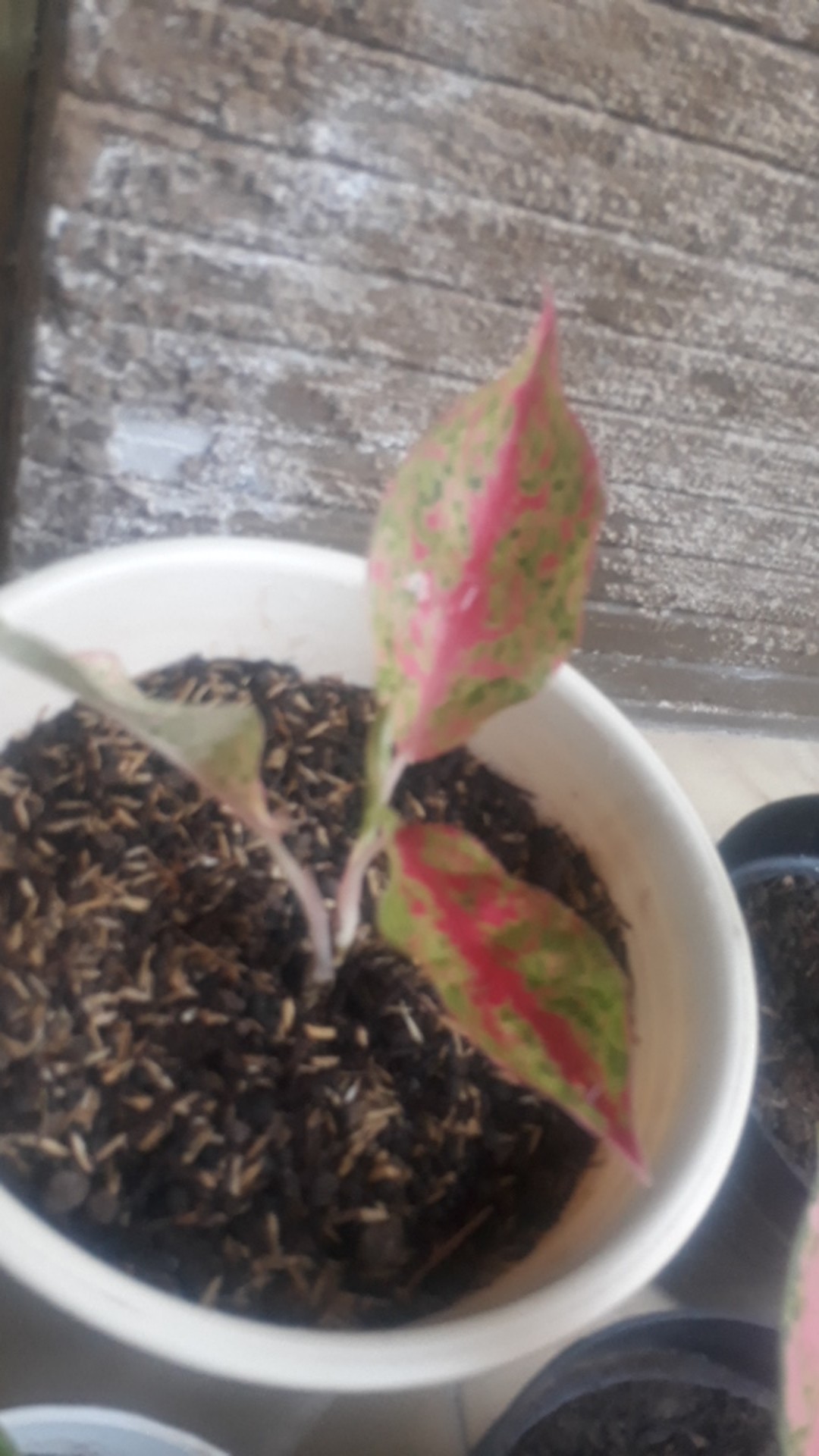 Aglonema Srikandi Thailand