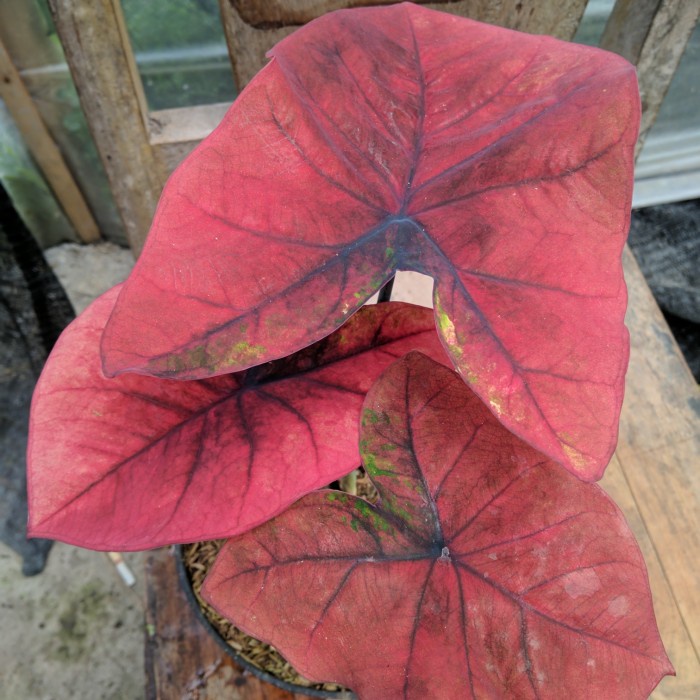 tanaman keladi hybrid marangkok size remaja caladium hias hybrid