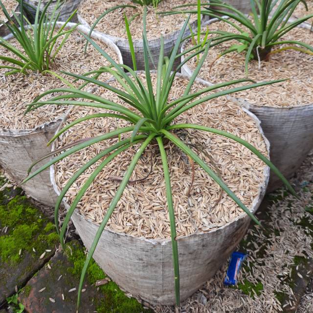 Agave Geminiflora