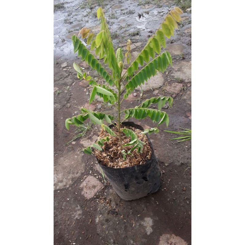 pohon belimbing wuluh