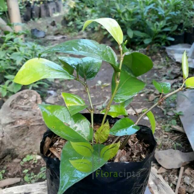 Bibit cabe jawa/pohon cabai jawa/pipper retrofractum/obat herbal