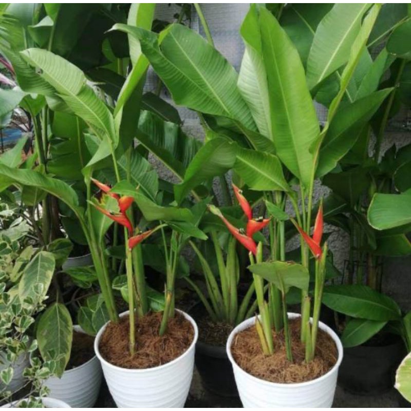 tanaman heliconia caribaea pisang karibay bunga merah tinggi 1 meter