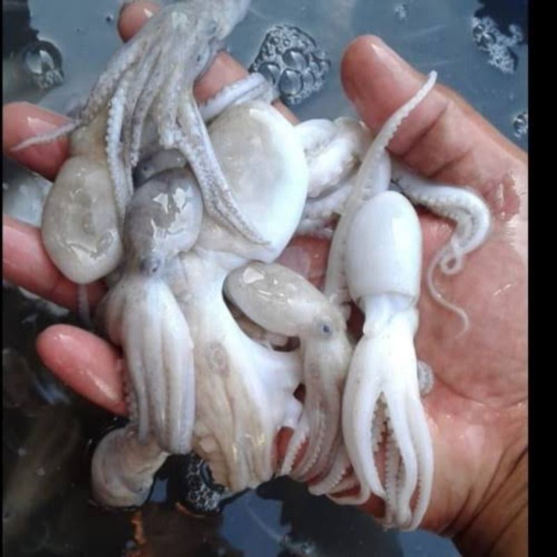 

baby gurita / baby octopus