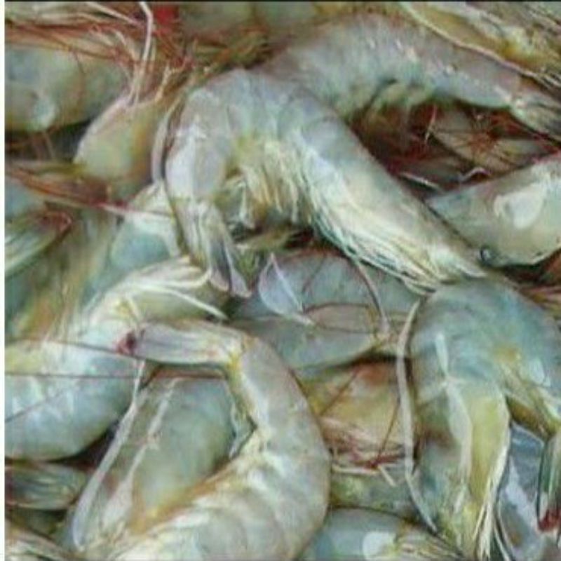 

Udang segar 500gr