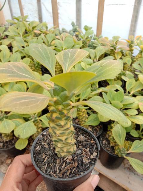 Kaktus Sukulen Monadenium variegata